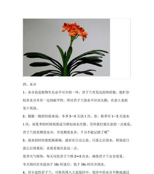 老君子兰重新养殖的方法是什么？