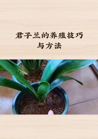 老君子兰重新养殖的方法是什么？