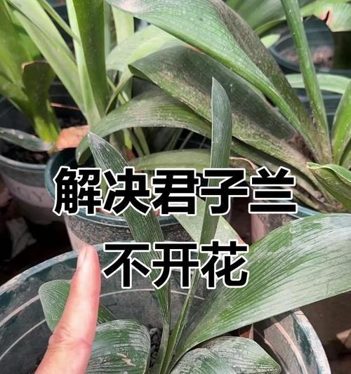 君子兰为何永远不开花？原因分析及解决办法？