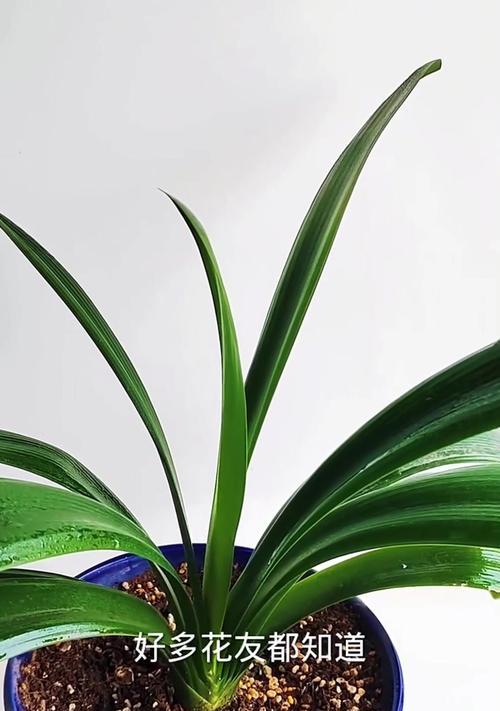 君子兰为何永远不开花？原因分析及解决办法？