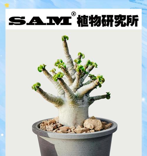 如何剪出美观的沙漠玫瑰花枝条？