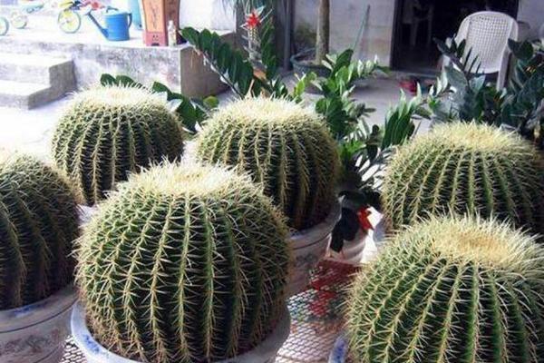 仙人球控养到什么程度适合浇水？
