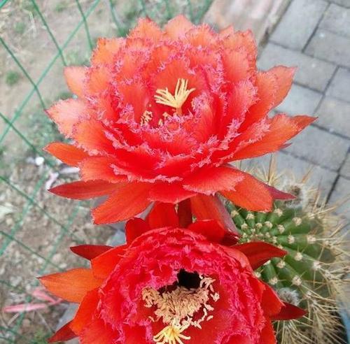 毛花大黄仙人球的养护和管理方法是什么？