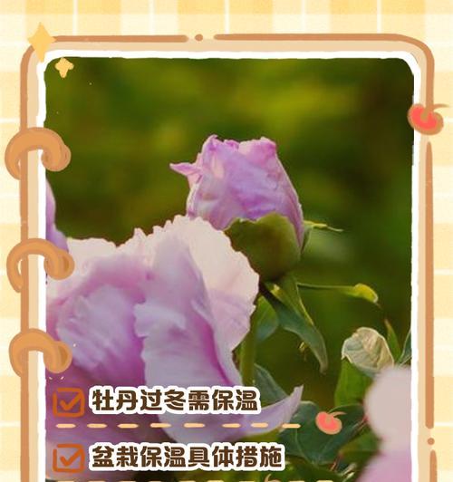 室内牡丹花干枯了怎么办？实用小妙招分享