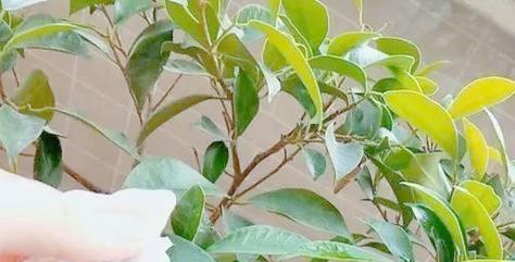 室内牡丹花干枯了怎么办？实用小妙招分享