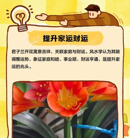 君子兰腊月开花前有哪些征兆？
