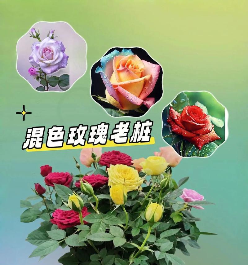 插玫瑰花最佳开花时间是什么时候？