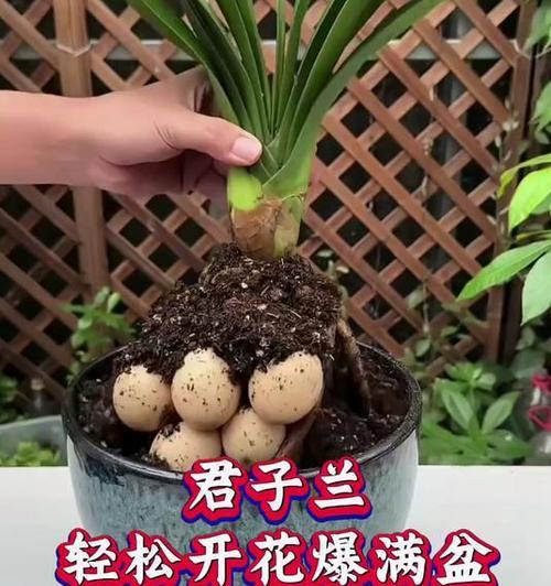 如何管理多盆君子兰以确保开花？