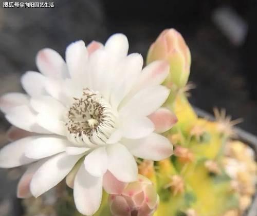 普通仙人球适合嫁接哪些品种？