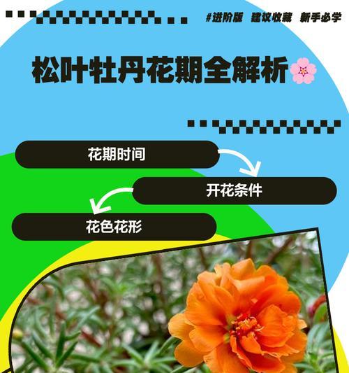 春天牡丹花不长花苞的原因及解决方法是什么？