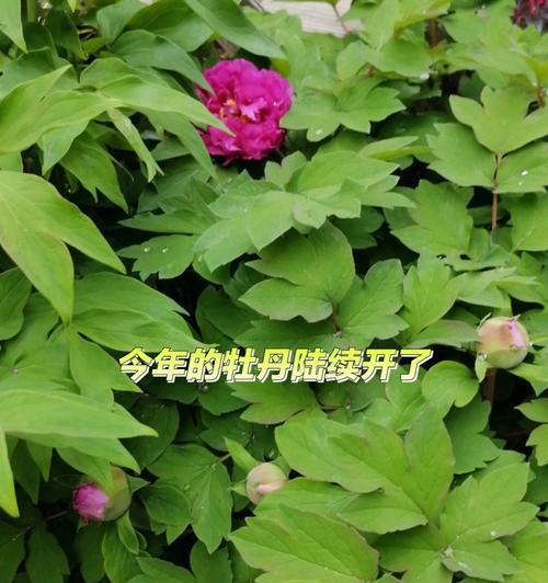 春天牡丹花不长花苞的原因及解决方法是什么？