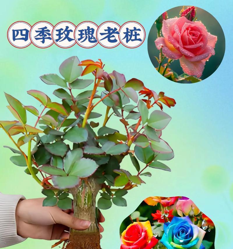 盆栽玫瑰花存活时间短的原因是什么？