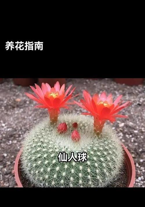 北方冬季如何正确养护仙人球？