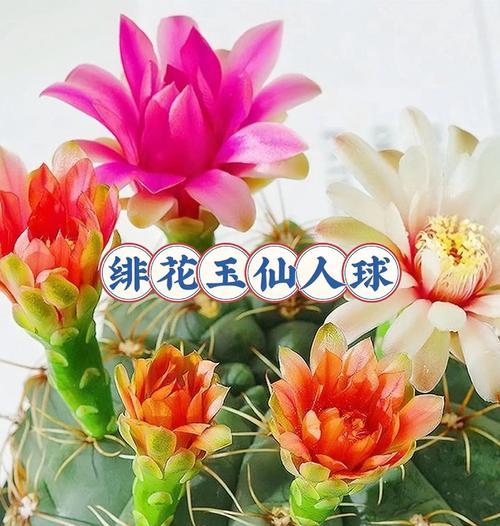 北方冬季如何正确养护仙人球？