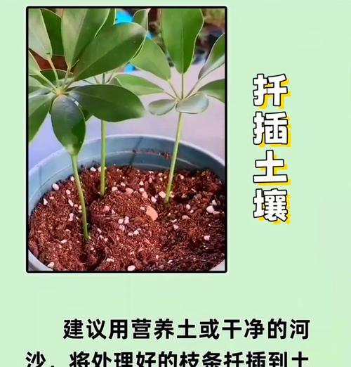 土仙人掌扦插提高成活率的技巧有哪些？