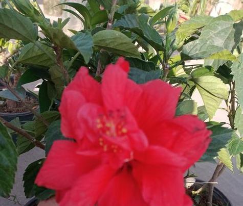 4月牡丹花蔫了该如何处理？