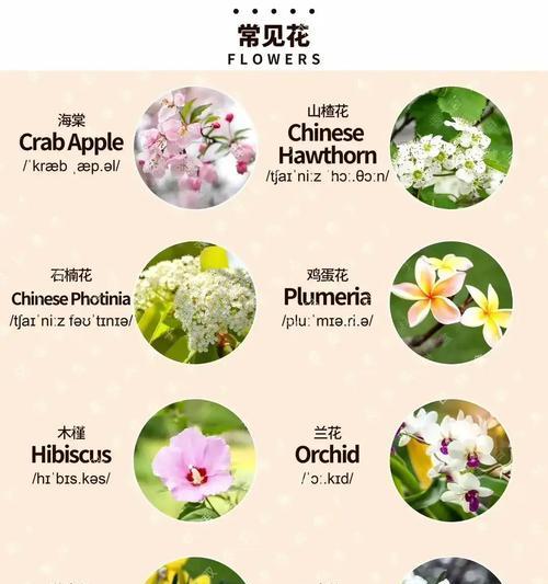 君子兰高杆大花苞的处理方法和常见问题解答有哪些？