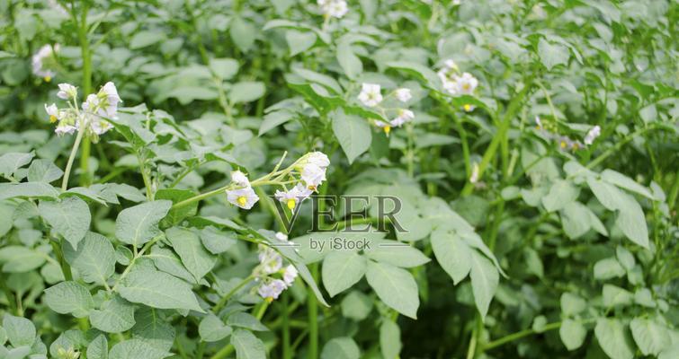 牡丹花和土豆花如何养护才能开花？
