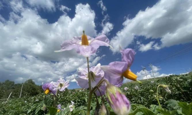 牡丹花和土豆花如何养护才能开花？