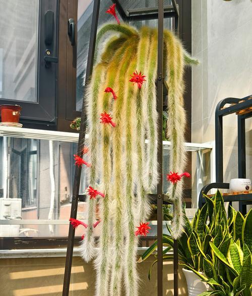 种植仙人掌的正确步骤是什么？