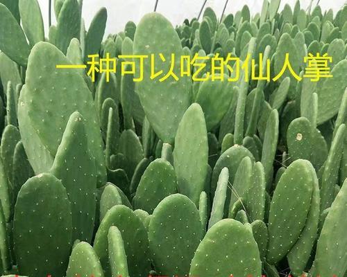 种植仙人掌的正确步骤是什么？