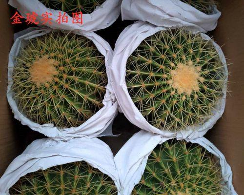 仙人球裸根小苗的养护管理方法是什么？