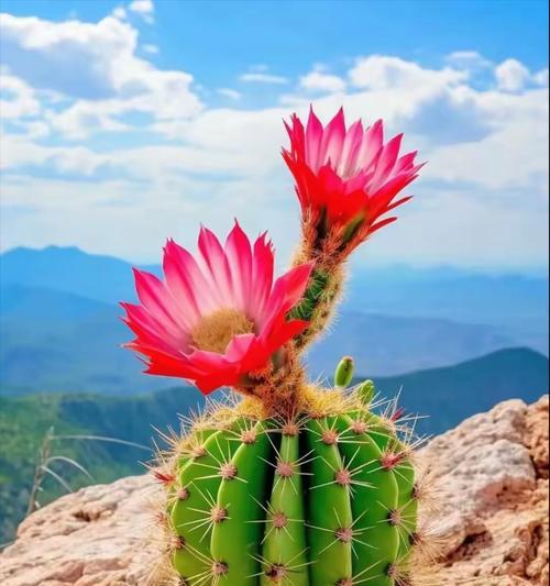 如何正确摘除仙人掌球的花蕊？