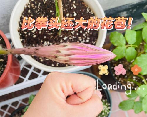 三叶草仙人球的养护和浇水技巧？