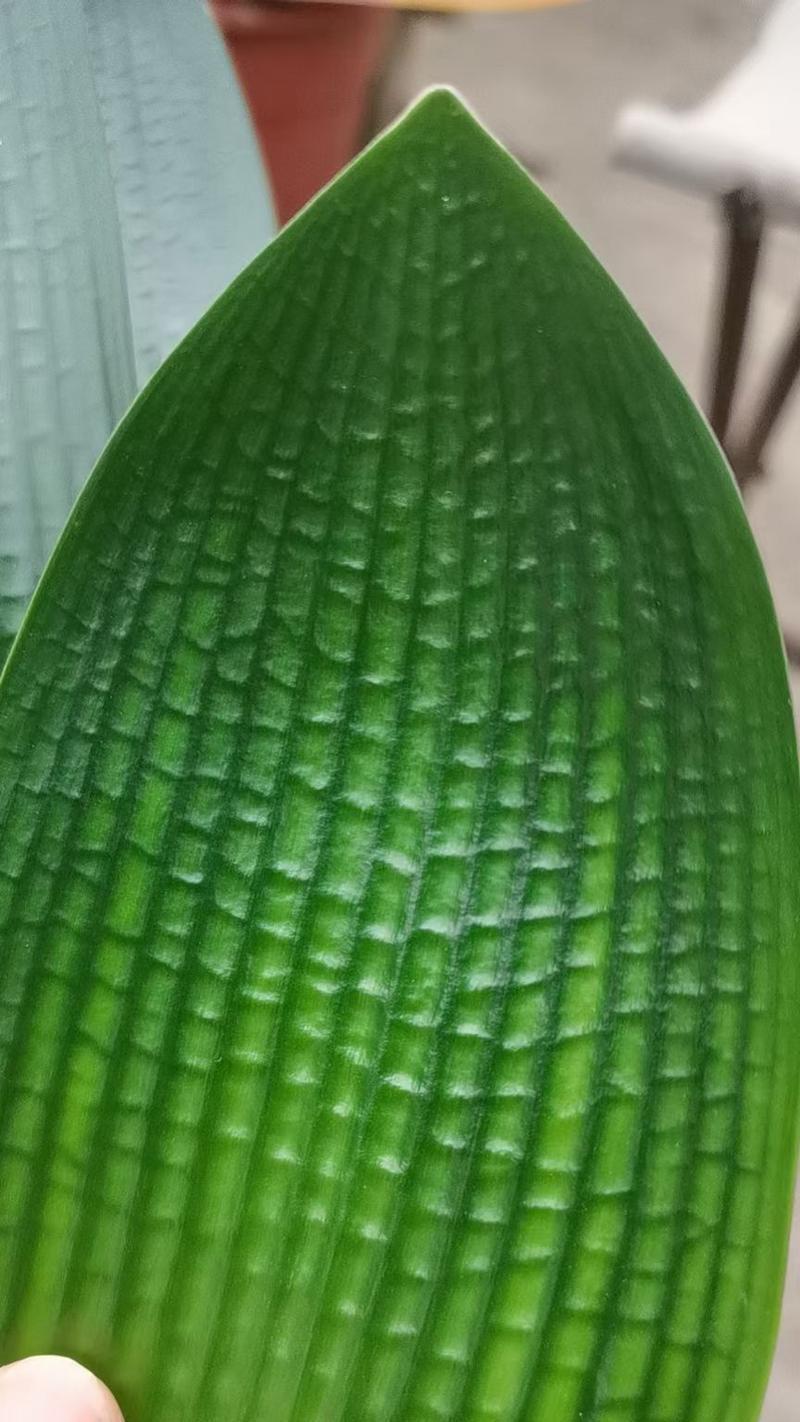 君子兰胜利油匠品种特点是什么？