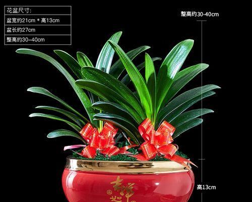 双株君子兰盆景的养护技巧是什么？