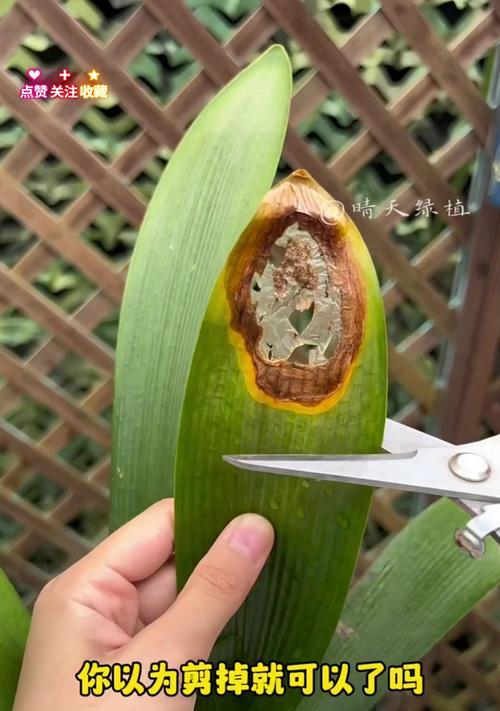 君子兰磷钾肥过多叶子发黄的解决方法？