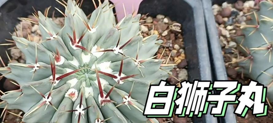 白色花盆种植仙人球的正确方法是什么？