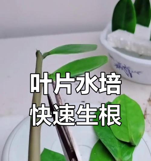 提高仙人球扦插水培成活率的技巧？