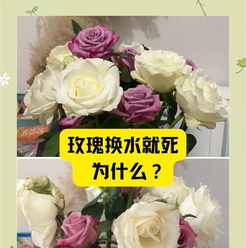 枯萎干玫瑰花的复活方法是什么？