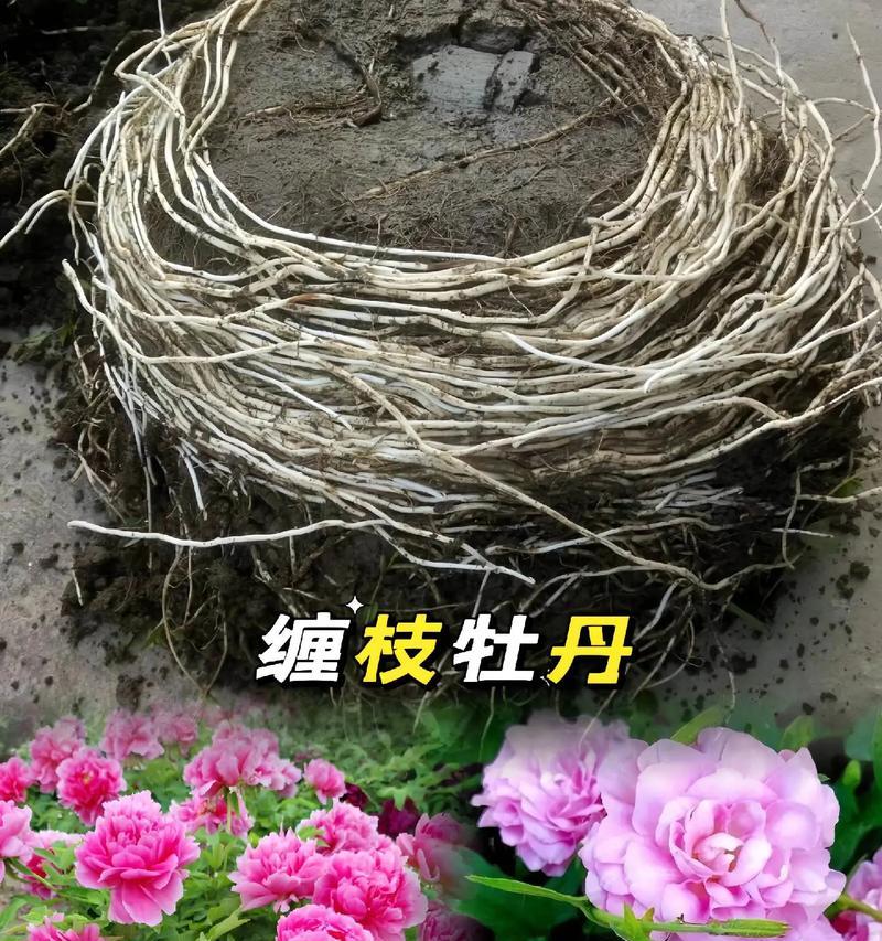 牡丹花的最佳栽种方法是什么？