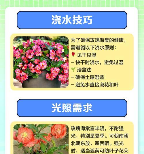 干玫瑰花的正确浇水技巧是什么？