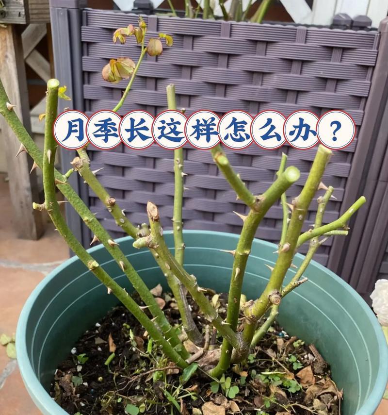 干玫瑰花的正确浇水技巧是什么？