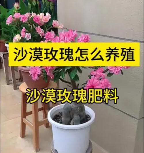 干玫瑰花的正确浇水技巧是什么？