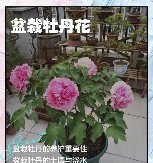 牡丹花的正确养护方法是什么？