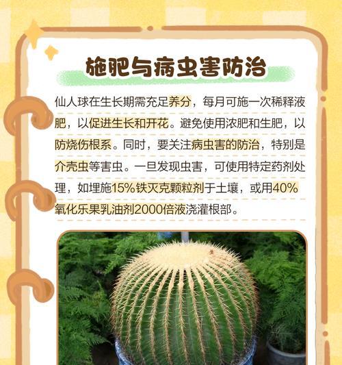 四棵仙人球一起种植的技巧是什么？