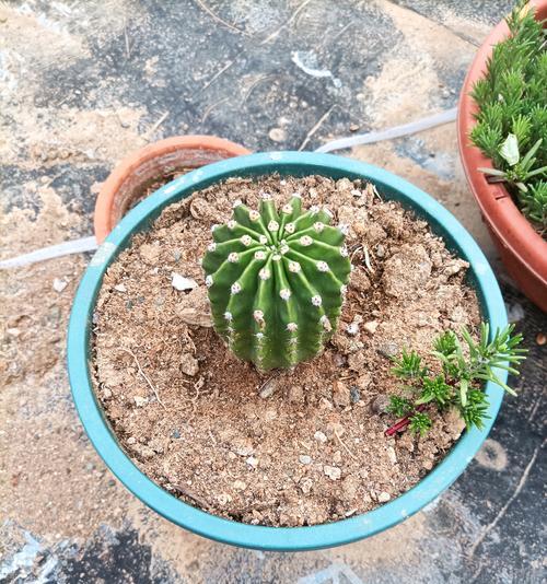 四棵仙人球一起种植的技巧是什么？