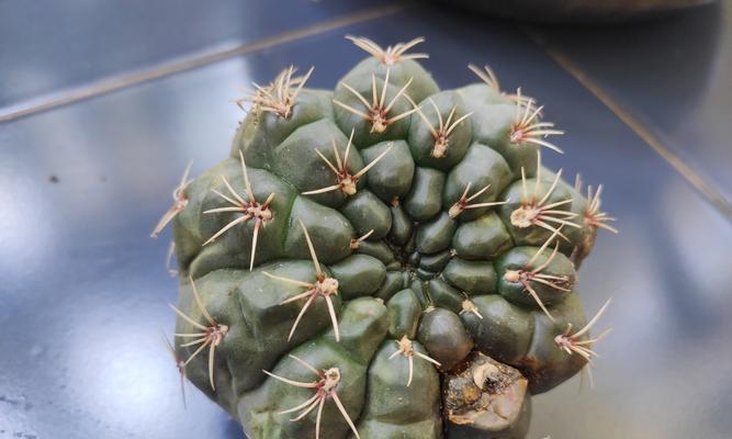 四棵仙人球一起种植的技巧是什么？