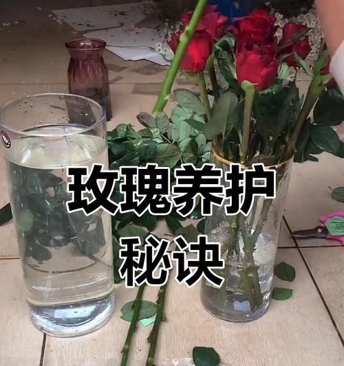 给玫瑰花剪根的正确方法是什么？