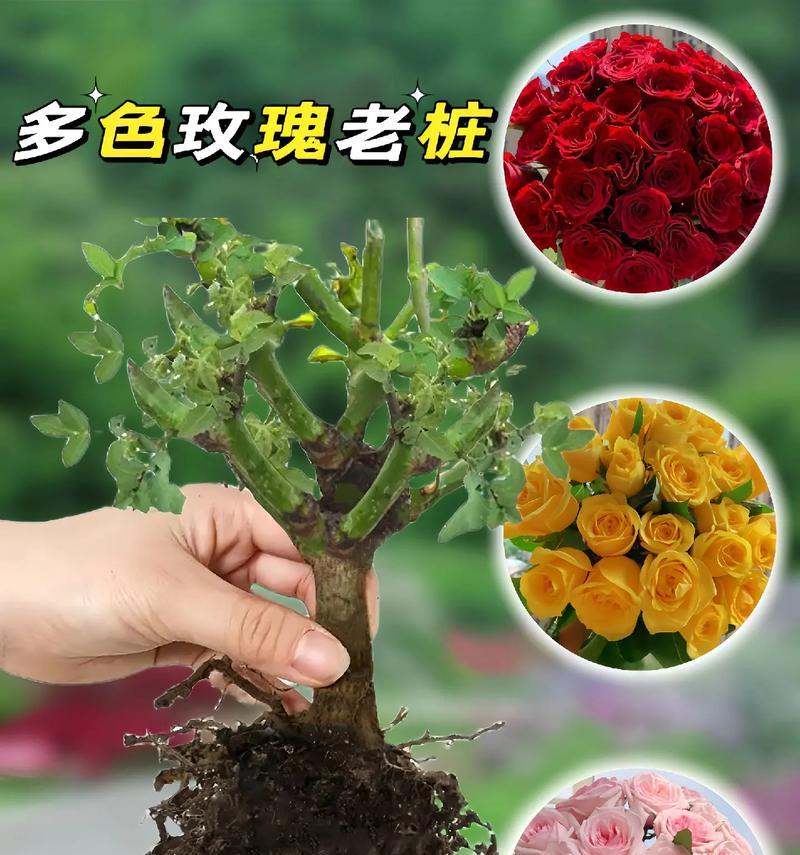 给玫瑰花剪根的正确方法是什么？