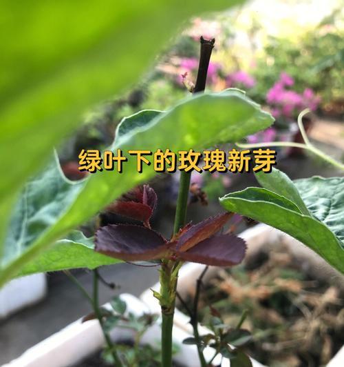 玫瑰花修剪根部的最佳时机是什么时候？