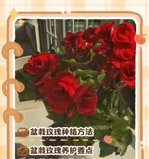 玫瑰花修剪根部的最佳时机是什么时候？