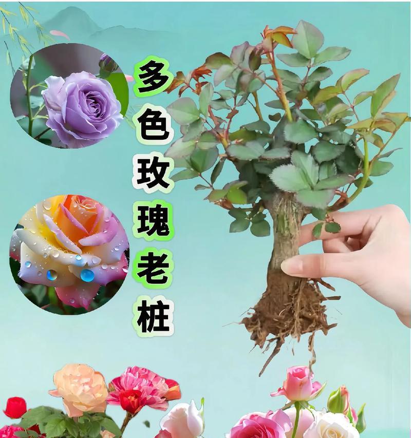 玫瑰花修剪根部的最佳时机是什么时候？