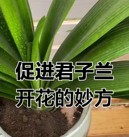 如何确保两棵君子兰盆栽都能开花？