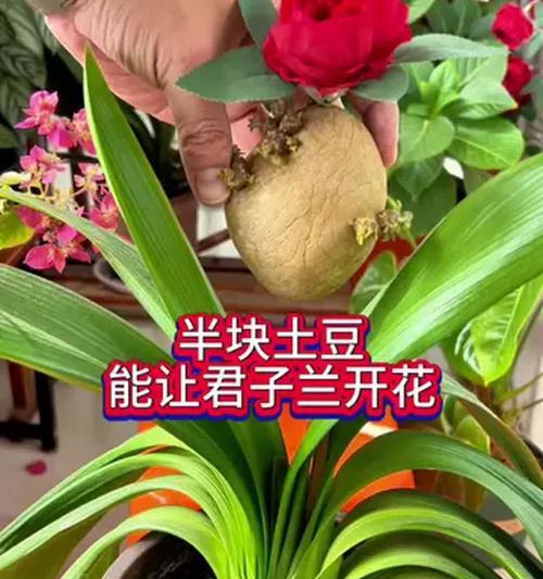 如何确保两棵君子兰盆栽都能开花？