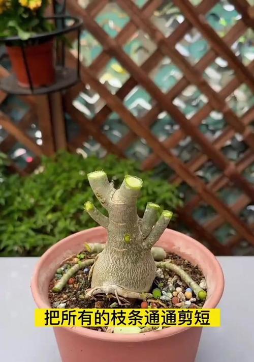 玫瑰花修剪根部后如何进行后续管理？